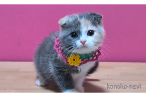 成約済の東京都のスコティッシュフォールド(折れ耳)-103706の4枚目